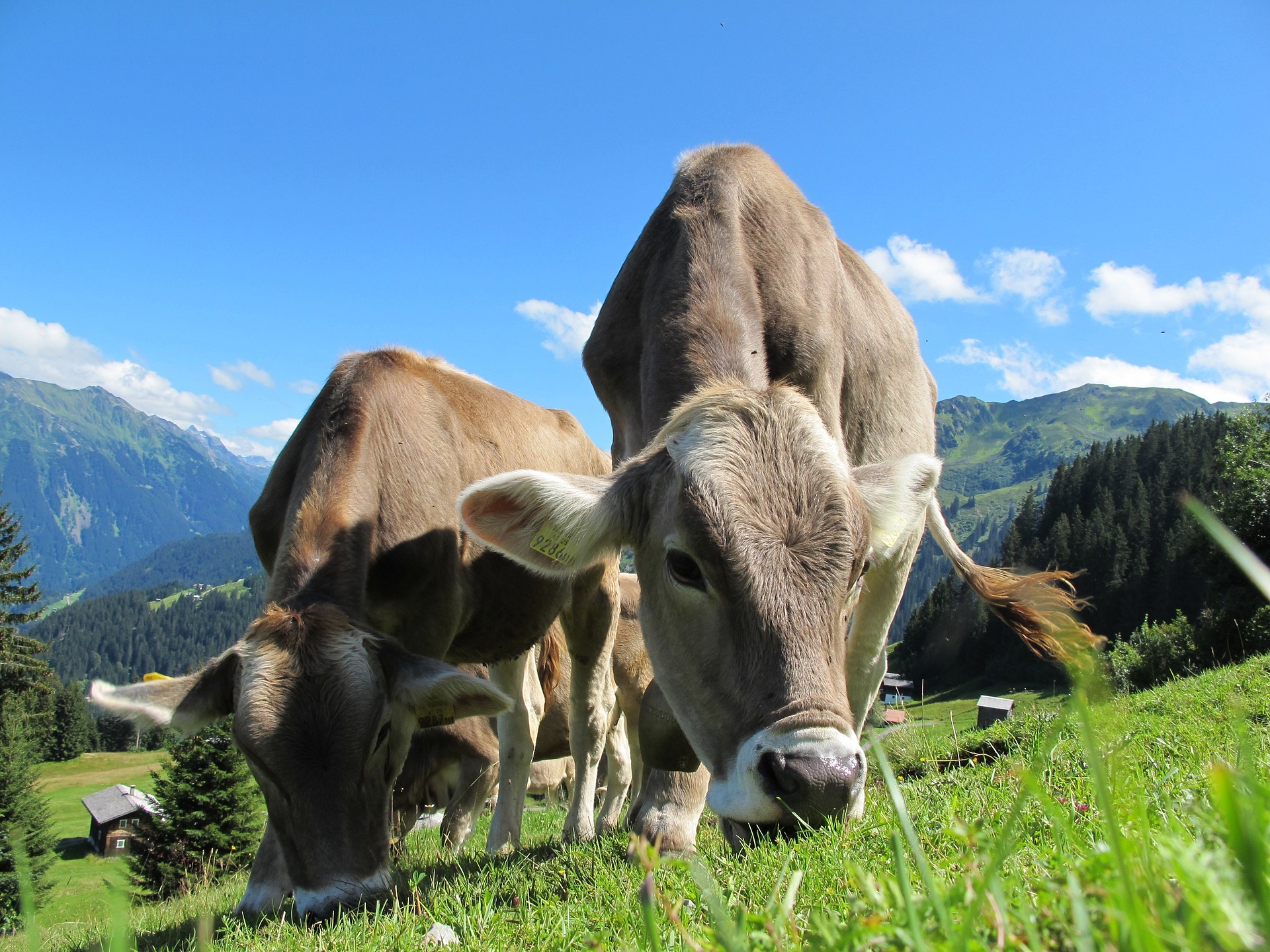 cows-g371453862_1920